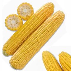 ТУСОН F1 / TUSON F1 - насіння цукрової кукурудзи, Syngenta