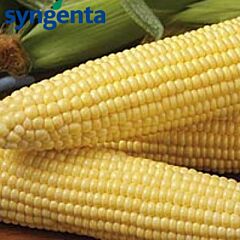 ТАЙСОН F1 / TYSON F1 - семена сахарной кукурузы, Syngenta