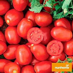 УССАР F1 / USSAR F1 - насіння томата (помідора), Nunhems