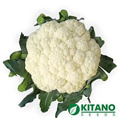 ВАНЗА F1 (КС 35) / VANZA F1 (KS 35) - насіння цвітної капусти, Kitano Seeds