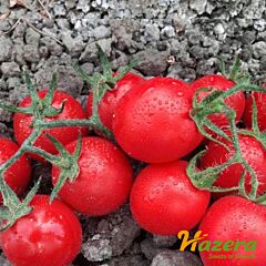 ВОЛАРЕ F1 / VOLARE F1 - семена томата (помидора), Hazera