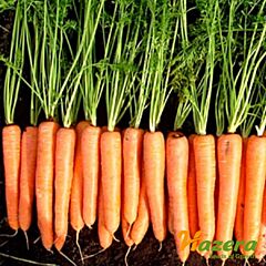 ВОЛКАНО F1 / VOLKANO F1 - семена моркови, Hazera