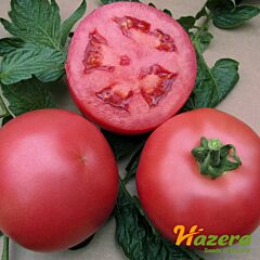 ВП 2 F1 / VP 2 F1 - семена томата (помидора), Hazera