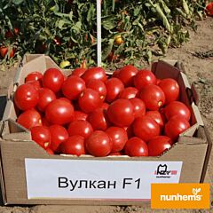ВУЛКАН F1 / VULCAN F1 - семена томата (помидора), Nunhems