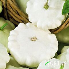 БІЛИЙ / WHITE - насіння патисона, Hortus