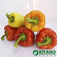 ЯНІКА F1 / YANIKA F1 - насіння перцю, Kitano Seeds