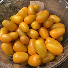 ЕЛЛОУ БИДС F1 / YELLOU BIDS F1 - семена томата (помидора), Spark Seeds