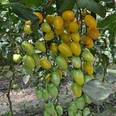 ЕЛЛОУ БИДС F1 / YELLOU BIDS F1 - семена томата (помидора), Spark Seeds