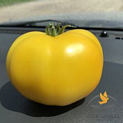 ЕЛЛОУ БОЛЛ F1 / YELLOW BALL F1 - семена томата (помидора), Lark Seeds