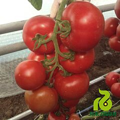 ЗУЛЬФИЯ F1 / ZULFIA F1 - семена томата (помидора), Rijk Zwaan