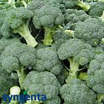 БАТОРИ F1 / BATORY F1 - семена капусты брокколи, Syngenta