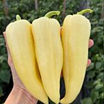 СОНЕТТ F1 / SONETT F1 - насіння перцю, INNOVA SEEDS