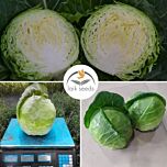 КАНЗАС F1 / KANZAS F1 - насіння білоголової капусти, Spark Seeds