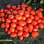 1301 F1 - насіння томата (помідор), Spark Seeds