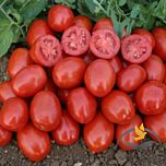 1311 F1 - семена томата (помидора), Spark Seeds