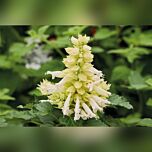 РЕДДІ БІЛА — насіння сальвії, Hem Genetics