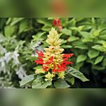 РЕДДІ БІЛИЙ СЮРПРИЗ — насіння сальвії, Hem Genetics