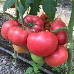 ПІНК ІД F1 / PINK ID F1 — насіння томату, Seminis