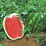 WMA 6886 F1 — насіння кавуна, HARI SEEDS