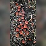 LM2179 F1 — насіння ріпчастої цибулі, HARI SEEDS