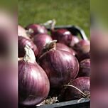 LC 0850 — насіння червоної озимої ріпчастої цибулі, HARI SEEDS