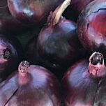 ТАНАТ F1 / TANNAT F1 — насіння цибулі, Enza Zaden