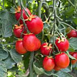 КРЕЙЗІ ЧЕРІ F1 / CRAZY CHERRY F1 — насіння томату, Clause