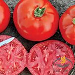1504 F1 - насіння томата (помідора), Spark Seeds