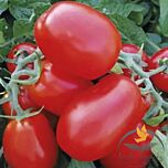 1510 F1 - насіння томата (помідора), Spark Seeds