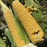 1801 F1 - насіння цукрової кукурудзи, Spark Seeds