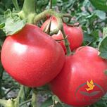 1804 F1 - насіння томата (помідора), Spark Seeds