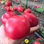 МАКАН (EXP 44235) F1 / MACAN (EXP 44235) F1 - насіння томату, Clause