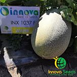 ЕМИ (ИНХ 1037) F1 / INX 1037 F1 - семена дыни, INNOVA SEEDS
