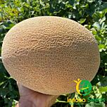 АЛІША (ІНХ 1077) F1 / INX 1077 F1 - насіння дині, INNOVA SEEDS