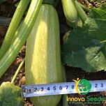 РІШАР (ІНХ 1423) F1 / INX 1423 F1 - насіння кабачка, INNOVA SEEDS