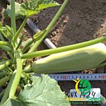 РЕГГІ (ІНХ 1424) F1 / INX 1424 F1 - насіння кабачка, INNOVA SEEDS