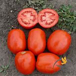 1510 F1 - насіння томата (помідора), Spark Seeds