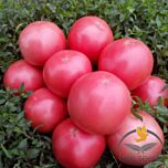 1804 F1 - насіння томата (помідора), Spark Seeds