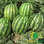 ТЕЙТУМ (ИНХ 1805) F1 / INX 1805 F1 - семена арбуза, INNOVA SEEDS