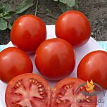 1855 F1 - насіння томата (помідора), Spark Seeds
