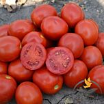 2206 F1 - насіння томата (помідора), Heinz Seed