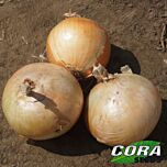 ЦРХ 2301 F1 / CRX 2301 F1 - семена лука, Cora Seeds