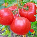 ТЕХ 2720 F1 / TEH 2720 F1 - насіння томата (помідора), Takii Seeds
