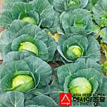 ПЛ 6126 F1 / PL 6126 F1 - насіння білоголової капусти, Asia Seed