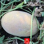 ДЕЙЗІ (ПЛ 6310 F1) / PL 6310 F1 - насіння дині, Asia Seed