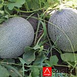 ПЛ 6320 F1 / PL 6320 F1 - насіння дині, Asia Seed