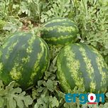 ЕС 75077 F1 / ES 75077 F1 - насіння кавуна, Ergon Seed
