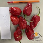 9020 F1 - насіння перцю, Lark Seeds