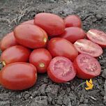 9905 F1 - насіння томата (помідора), Spark Seeds
