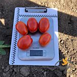 9985 F1 - семена томата (помидора), Spark Seeds